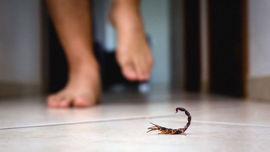 Are Scorpions Poisonous? Can They Kill You?